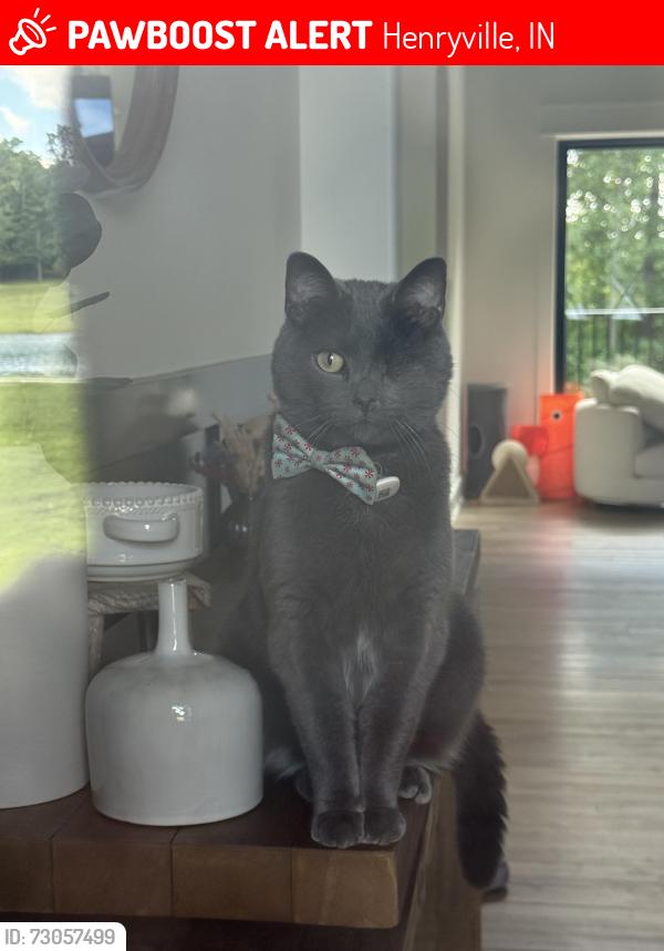 Lost Male Cat last seen Between flt rock trail and south pixley road, Henryville, IN 47126