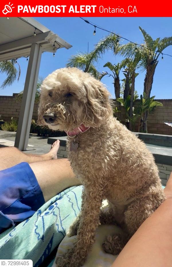 Lost Female Dog last seen Vineyard and Riverside Dr., Ontario, CA 91761