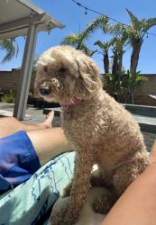 Lost Female Dog last seen Vineyard and Riverside Dr., Ontario, CA 91761