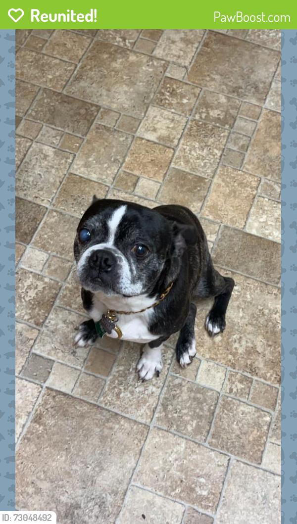 Reunited Male Dog last seen Peabody rd. and Newham way, Kissimmee, FL 34758