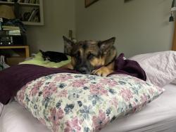 Reunited Female Dog last seen Chickasaw & Perkins, Memphis, TN 38117