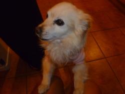 Lost Male Dog last seen Ave 42 & Jackson, Indio, CA 92203