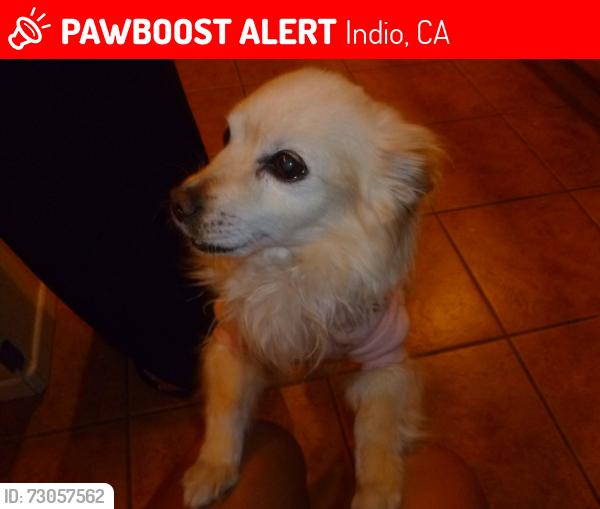 Lost Male Dog last seen Ave 42 & Jackson, Indio, CA 92203