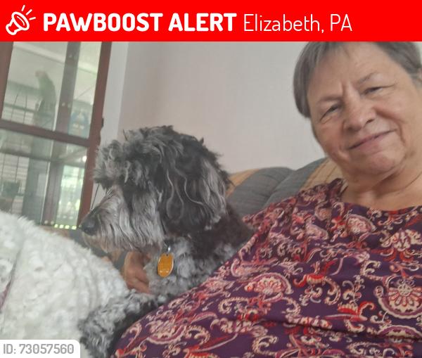 Lost Female Dog last seen Near Simpson Howell Road and Peirce Road, Elizabeth, PA 15037, Elizabeth, PA 15037