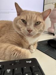 Lost Male Cat last seen Medlock Park , Decatur, Decatur, GA 30033