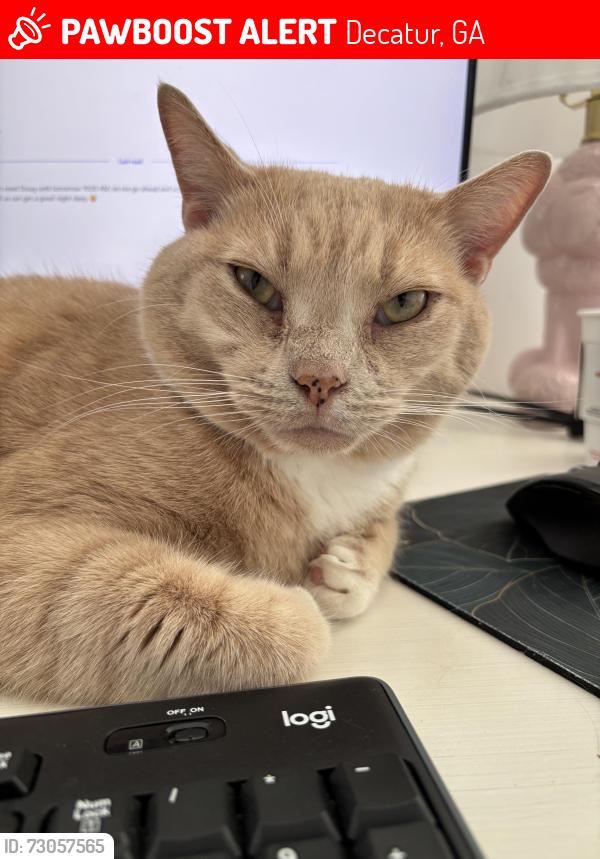 Lost Male Cat last seen Medlock Park , Decatur, Decatur, GA 30033