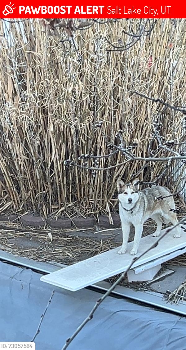 Lost Male Dog last seen Near bennion elementary, Salt Lake City, UT 84129