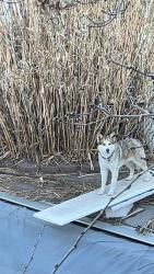 Lost Male Dog last seen Near bennion elementary, Salt Lake City, UT 84129