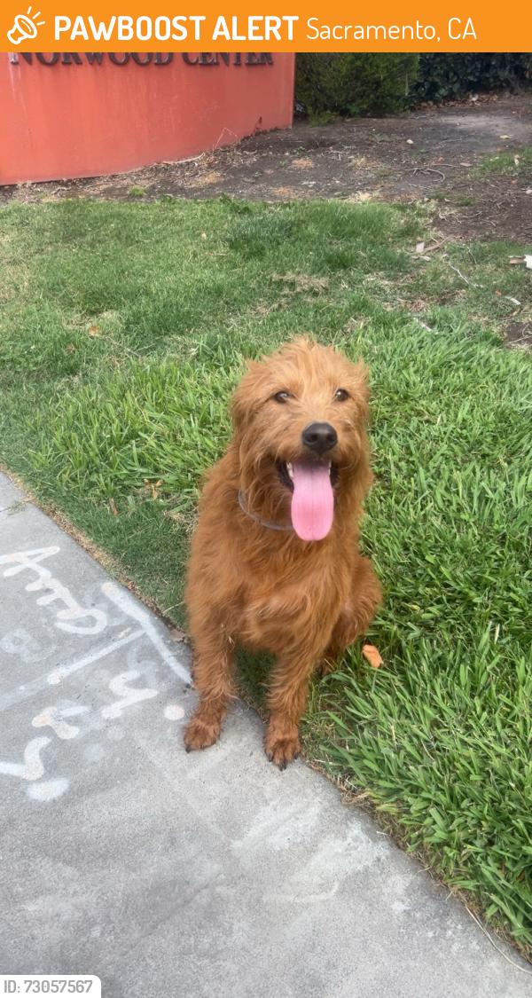 Found/Stray Female Dog last seen Human assistance office, Sacramento, CA 95838