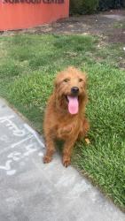 Found/Stray Female Dog last seen Human assistance office, Sacramento, CA 95838