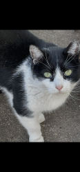Lost Female Cat last seen Near John Street Staten Island NY , Staten Island, NY 10302