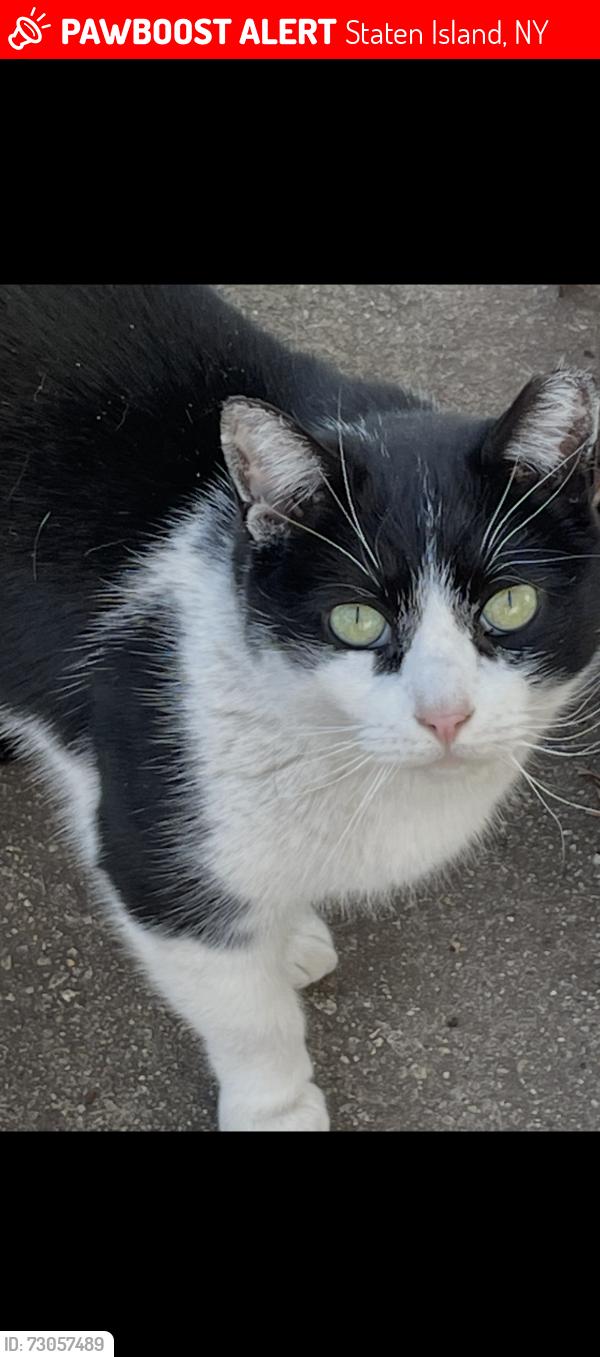 Lost Female Cat last seen Near John Street Staten Island NY , Staten Island, NY 10302