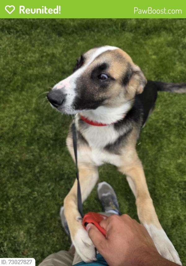 Reunited Male Dog last seen Airwayheights Walmart, Spokane, WA 99224