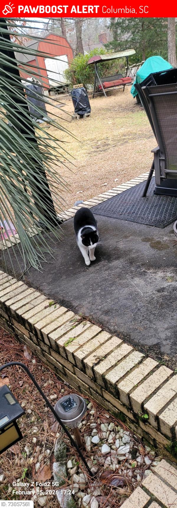 Lost Female Cat last seen Old South and Trotwood Dr., Columbia, SC 29209