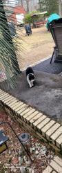Lost Female Cat last seen Old South and Trotwood Dr., Columbia, SC 29209