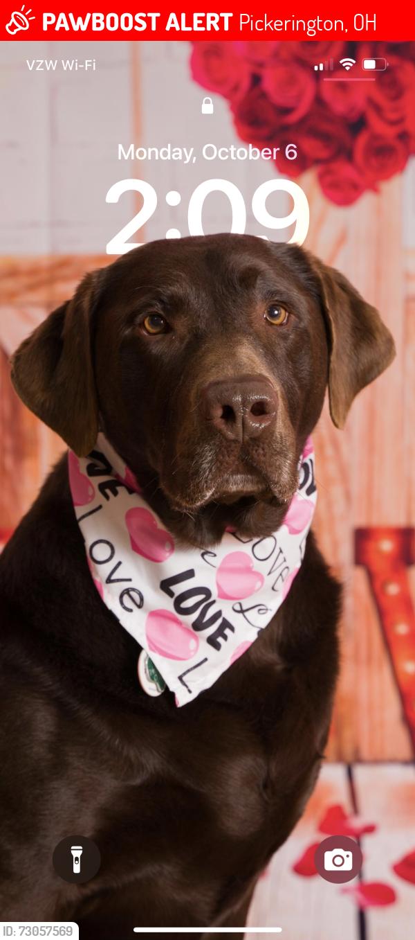 Lost Female Dog last seen Eagle Creek Dr and ariund Tussing Rd, Pickerington, OH 43147