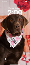 Lost Female Dog last seen Eagle Creek Dr and ariund Tussing Rd, Pickerington, OH 43147