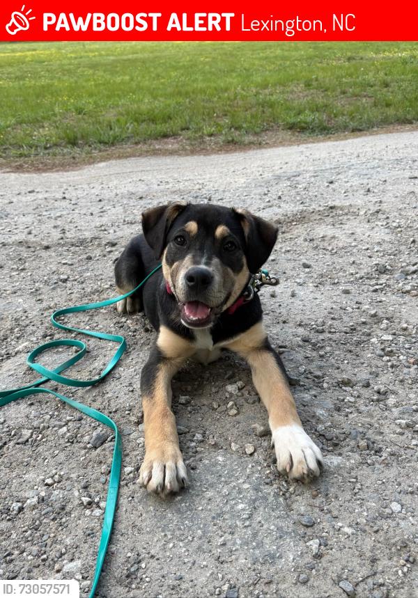 Lost Female Dog last seen S Main St, Lexington, NC 27292