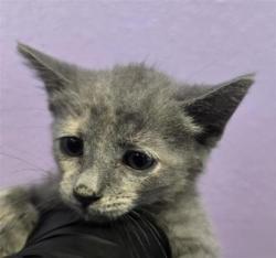 Shelter Stray Female Cat last seen Near frutas ave, CITY of El Paso, TX, 5001 Fred Wilson Ave, El Paso, TX 79906, USA