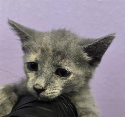 Shelter Stray Female Cat last seen Near frutas ave, CITY of El Paso, TX, 5001 Fred Wilson Ave, El Paso, TX 79906, USA