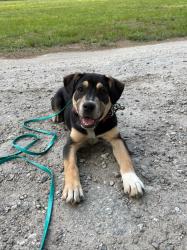 Lost Female Dog last seen S Main St, Lexington, NC 27292
