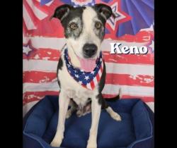 Shelter Stray Male Dog last seen Near blk oak haven-FH, FOREST HILL, TX, 3961 Bluebell Dr, Everman, TX 76140, USA