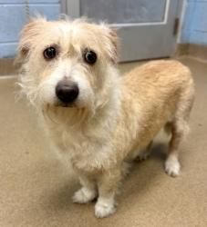 Shelter Stray Female Dog last seen Near Northeast Expy NE, Brookhaven, GA 30329, 30329, GA, 3280 Chamblee Dunwoody Rd, Chamblee, GA 30341, USA