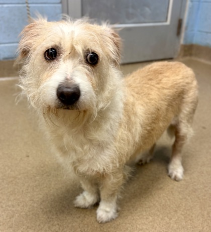 Shelter Stray Female Dog last seen Near Northeast Expy NE, Brookhaven, GA 30329, 30329, GA, 3280 Chamblee Dunwoody Rd, Chamblee, GA 30341, USA