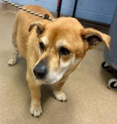 Shelter Stray Male Dog last seen Near Phillips Road, 30058, GA, 3280 Chamblee Dunwoody Rd, Chamblee, GA 30341, USA