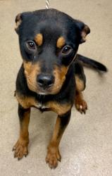 Shelter Stray Male Dog last seen Near CUTTERS MILL DRIVE, 30038, GA, 3280 Chamblee Dunwoody Rd, Chamblee, GA 30341, USA