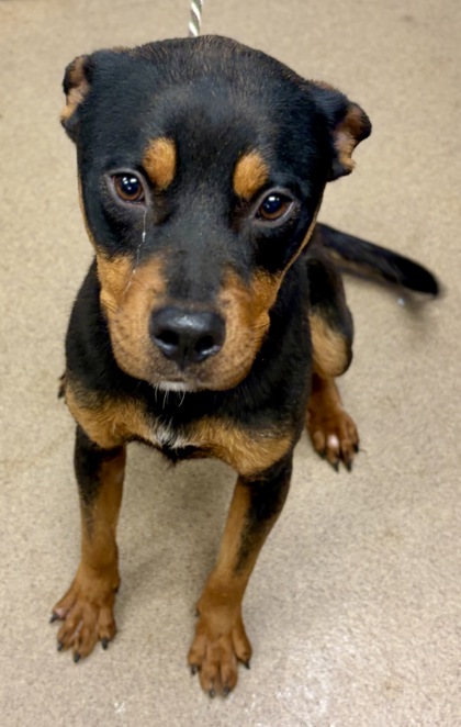 Shelter Stray Male Dog last seen Near CUTTERS MILL DRIVE, 30038, GA, 3280 Chamblee Dunwoody Rd, Chamblee, GA 30341, USA