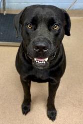 Shelter Stray Male Dog last seen Near Stonehedge Way, 30087, GA, 3280 Chamblee Dunwoody Rd, Chamblee, GA 30341, USA