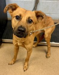 Shelter Stray Male Dog last seen Near Carriage Pl Ct 12, 1203, 30033, GA, 3280 Chamblee Dunwoody Rd, Chamblee, GA 30341, USA