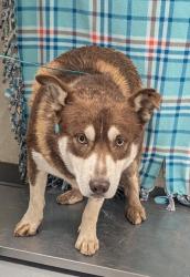 Shelter Stray Male Dog last seen Near Puesta Del Sol, Valencia, NM, 1209 NM-314, Los Lunas, NM 87031, USA