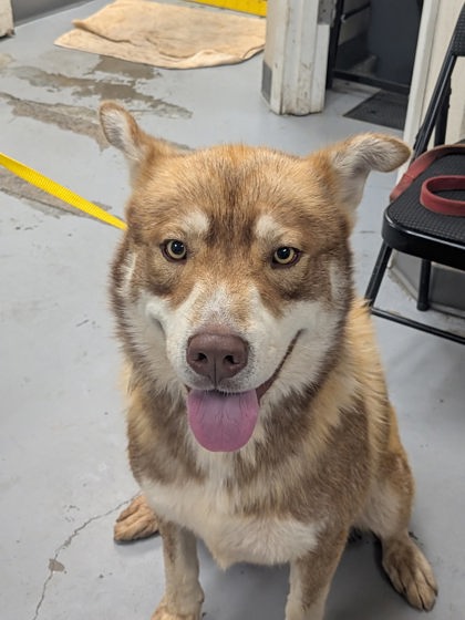 Shelter Stray Male Dog last seen Near Puesta Del Sol, Valencia, NM, 1209 NM-314, Los Lunas, NM 87031, USA