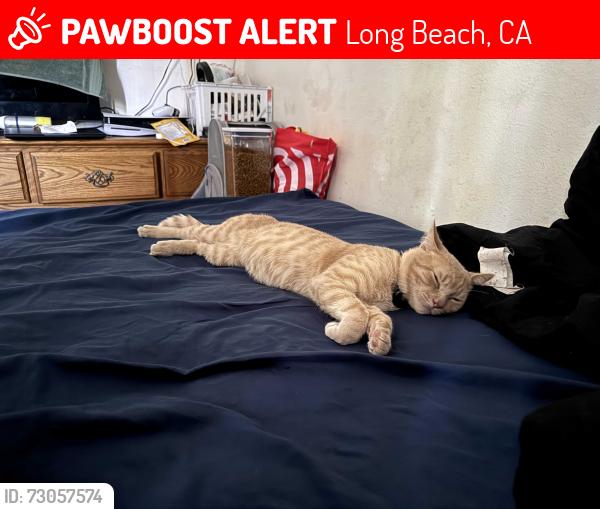 Lost Male Cat last seen Myrtle and 60th st. , Long Beach, CA 90805