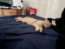 Lost Male Cat last seen Myrtle and 60th st. , Long Beach, CA 90805