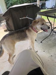 Found/Stray Male Dog last seen Near pinecone Pl, Clayton NC 27520, Clayton, NC 27520