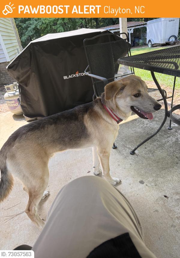 Found/Stray Male Dog last seen Near pinecone Pl, Clayton NC 27520, Clayton, NC 27520