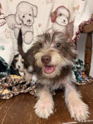 Shelter Stray Male Dog last seen BellTerrece, City, CA, 3000 Gibson St, Bakersfield, CA 93308, USA