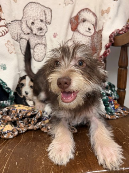 Shelter Stray Male Dog last seen BellTerrece, City, CA, 3000 Gibson St, Bakersfield, CA 93308, USA