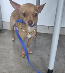 Shelter Stray Female Dog last seen Near Bear Creek Trl, North District, TX, 355 Hillshire Dr, Haslet, TX 76052, USA