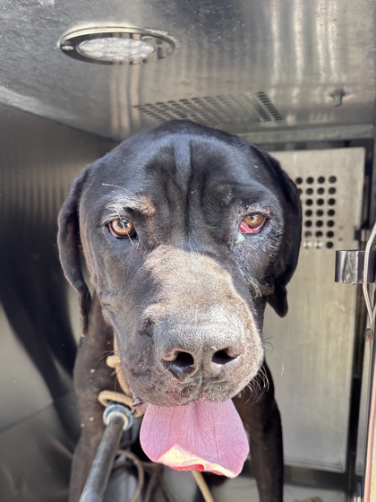 Shelter Stray Male Dog last seen , West District, TX, 355 Hillshire Dr, Haslet, TX 76052, USA