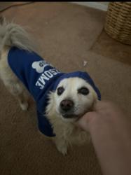Lost Male Dog last seen Lightning Rd, Indio, CA 92203
