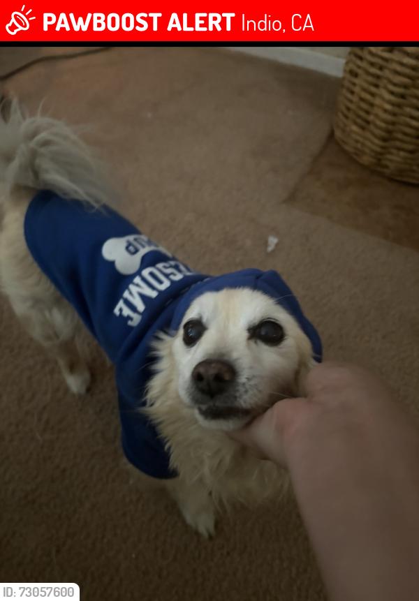 Lost Male Dog last seen Lightning Rd, Indio, CA 92203