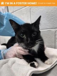 Shelter Stray Female Cat last seen Near E North Ave Balt., MD 21213, 21213, MD, 301 Stockholm St, Baltimore, MD 21230, USA