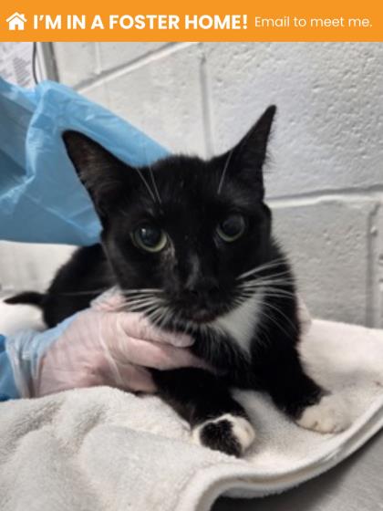 Shelter Stray Female Cat last seen Near E North Ave Balt., MD 21213, 21213, MD, 2490 Giles Rd, Baltimore, MD 21225, USA