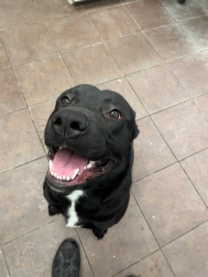 Shelter Stray Male Dog last seen Near Blk of Tanglewood, District 4 - South Cleburne, TX, 2375 Service Dr, Cleburne, TX 76033, USA