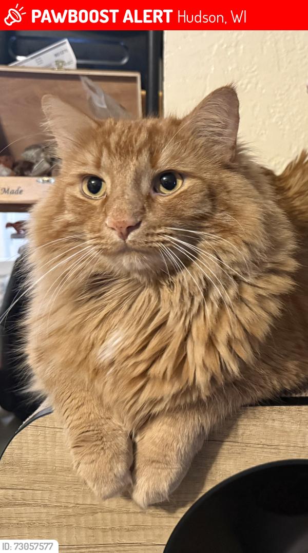 Lost Male Cat last seen Industrial Street And Hanley Road, Hudson, WI 54016
