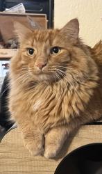 Lost Male Cat last seen Industrial Street And Hanley Road, Hudson, WI 54016